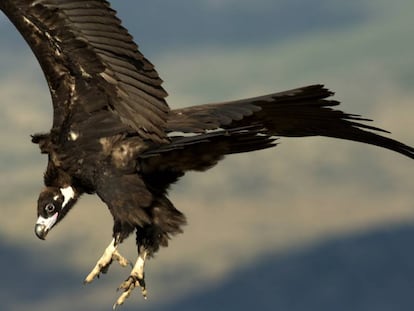 Un ejemplar de buitre negro despliega sus alas durante el vuelo.