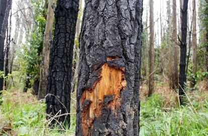 La zona del incendio, un año después