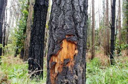 La zona del incendio, un a&ntilde;o despu&eacute;s 