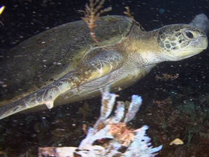 Buceo con tiburones y grandes tortugas en Fernando de Noronha