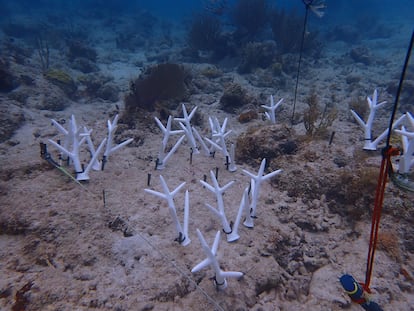 corales artificiales impresos en 3D alrededor de Isla Culebra, en Puerto Rico.