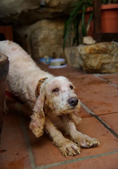 Estado actual del perro después de ser cuidado en una protectora de animales