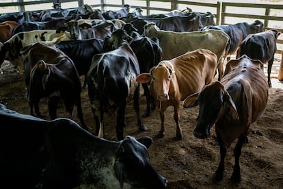 Vacas en una finca en Caquetá (Colombia), en 2024.