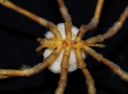 "La retirada de las plataformas de hielo de la zona estudiada nos ha dado la posibilidad de llegar a un lugar en el primer momento de la recolonización", explica Isla. En la imagen, un picnogónido (una especie de araña carnívora) portando una bolsa de huevos.