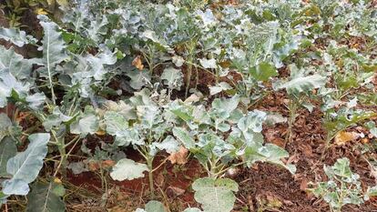 Huerto urbano de Rosalia Njeri, una vecina de Nairobi, Kenia, que ha plantado  verduras autóctonas, coles y maíz en su casa.