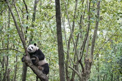 China advierte de que 24 de las 33 comunidades de osos panda en libertad todavía están en peligro y considera prematuro rebajar el grado de amenaza que sufren.