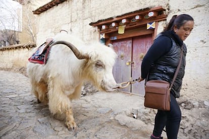 Una mujer con un yak en Shangri-La.