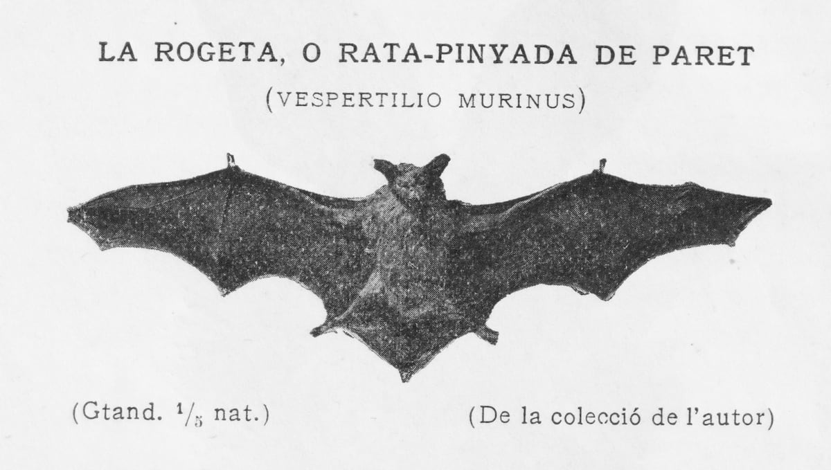 Dels rats penats: de Víctor Català als escuts