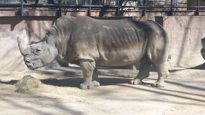 El rinoceronte del zoo de Barcelona.