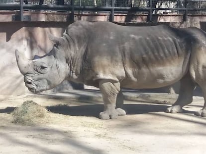 El rinoceronte del zoo de Barcelona.