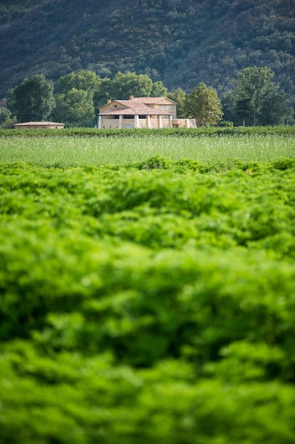 Los campos de geranios que Chanel tiene en Grasse.