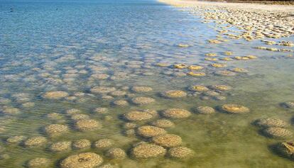 Estromatólitos como os da imagem no Parque Nacional Yalgorup, na Austrália, são os seres vivos mais antigos a terem deixado vestígios.