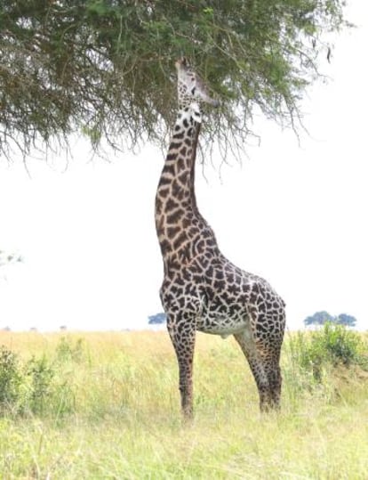 Las jirafas masai como las del parque nacional Mikumi de Tanzania (en la imagen) se alimentan de las hojas de la acacia.