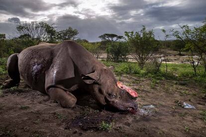 Foto ganadora del Wildlife Photographer of the Year 2017