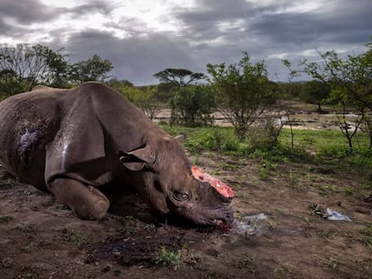 Foto ganadora del Wildlife Photographer of the Year 2017