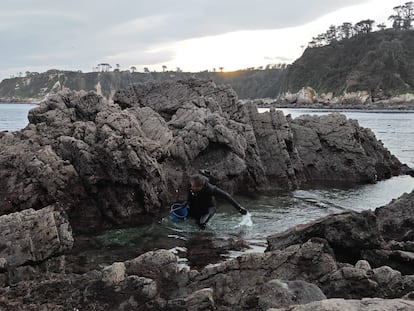 Pesca de erizos de mar en la costa asturiana.