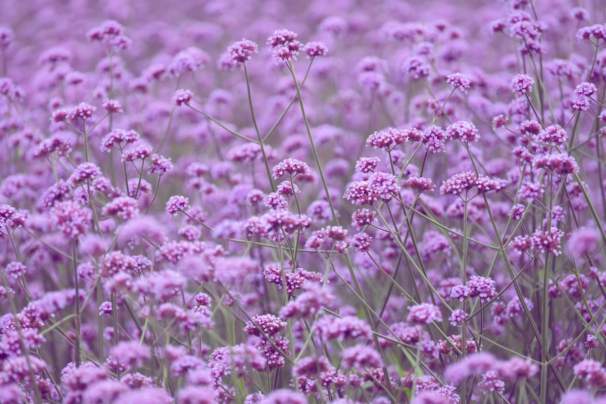 Descubre el encanto de la tríada de verbenas: un toque de color en tu jardín