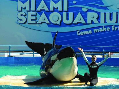 El Miami Seaquarium de Parques Reunidos