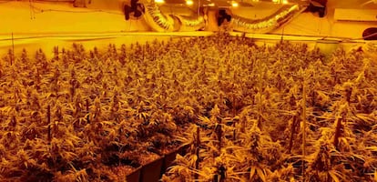 Imagen de una plantación interior de marihuana que obtenía la energía mediante enganches ilegales.