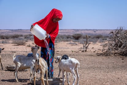 En la imagen, Fatuma, hija de Abdirizak Yusuf, abreva a los cabritos de su familia.

“Este pozo es como un oasis en el enorme desierto sin agua”, dice el padre. Él es un pastor que supervisa las 230 cabras, ovejas y camellos de las familias mientras hacen cola en el pozo de agua, específicamente para animales. “Antes de este pozo de agua, mi familia solo podía quedarse en esta área durante dos meses y luego tenía que mudarse porque no llovía y los niños estaban débiles. Ahora que hay agua, toda mi familia puede quedarse cerca”. Su familia incluso ha adquirido una bolsa de agua para poder venderla a otros pastores más alejados en el desierto. “En diciembre, este pozo llegó aquí. Sin él, mis animales y tal vez incluso mis hijos habrían muerto. Dependemos de los animales. Los vendemos, usamos su leche y carne. El futuro de mis hijos está con ellos”.

El cambio climático ha provocado cuatro temporadas de sequía en Somalia, con alrededor de 3,5 millones de personas enfrentando una grave escasez en 2022. Los pozos resistentes al clima operados por energía solar y administrados por la comunidad suponen una intervención más sostenible.

La comunidad solía obtener agua de lluvia predecible de los depósitos de captación, pero se secaban y eran peligrosos porque las personas y el ganado caían en ellos. Hasta 2021, Haji Khair, en Puntlandia, era propenso al desplazamiento debido a la falta de agua, pero ahora alrededor de 18.000 personas y 3.000 niños, y su ganado, tienen agua sostenible gracias al pozo resistente al clima de Unicef, cuya construcción contó con el apoyo del gobierno del Reino Unido. 