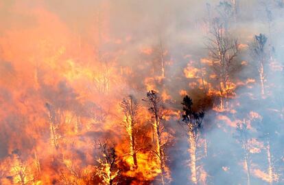 Arboles quemados por el incendio forestal de San Bernardino, California.