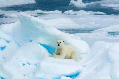 Svalbard, el reino de los osos polares en Europa.