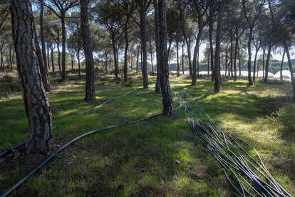 Mangueras entre árboles que llevan agua a un invernadero de Lucena del Puerto (Huelva).