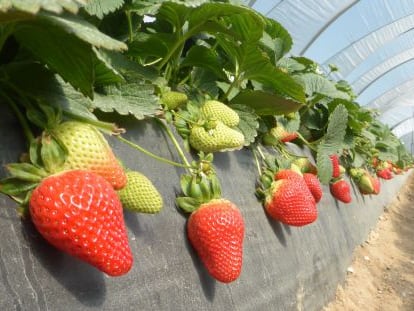 Plantación de fresas en Huelva de la empresa Masiá Ciscar.