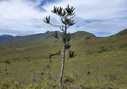 La araucaria de Nueva Caledonia, una conífera endémica de estas islas del Pacífico, está amenazada por la destrucción de su hábitat y el avance de la minería.