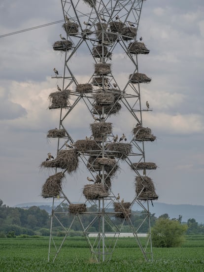 Las torres de la línea de alta tensión cerca del río Mondego, en Portugal, acogen gran cantidad de comunidades de cigüeñas. Se trata de una especie que suele reunirse en grandes congregaciones para criar.