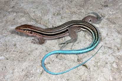 Ameiva de cola azul ('Pholidoscelis taeniurus').