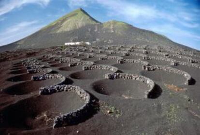 Viñedo de La Geria, en Lanzarote, con los típicos muretes para proteger las viñas del viento.