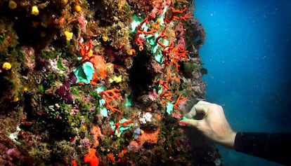 Coral rojo en las islas Medas. 