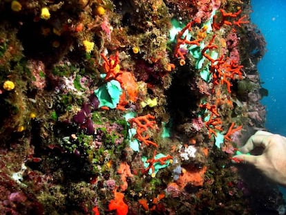 Coral rojo en las islas Medas. 