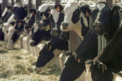 Instalaciones de vacuno de leche.