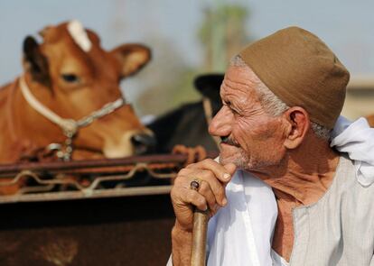 Un vendedor espera clientes en un mercado de ganado de Guiza (Egipto).
