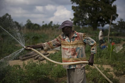 Un granjero riega sus cultivos con una manguera en Haití.