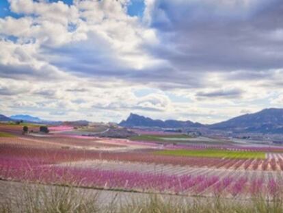 Spanish town of Cieza showcases annual attraction: orchards in full bloom