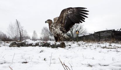 Uma águia de cauda branca junto ao cadáver de um lobo no povoado abandonado de Dronki (Belarus).