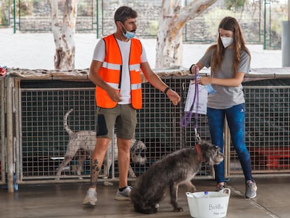 Varios voluntarios participan en la reubicación de animales encontrados solos en las calles por la erupción volcánica de La Palma, el 29 de septiembre.