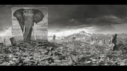 El elefante de la foto sobrevivió al disparo de un furtivo hace siete años. El panel con su imagen está colocado sobre un vertedero por el que hace décadas pasaban manadas.