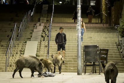 Jabalíes en unas escaleras públicas del centro de Vallvidrera, en Barcelona.