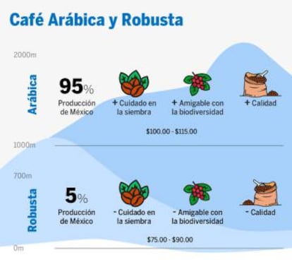 Diferencias entre el café arábica y robusta.