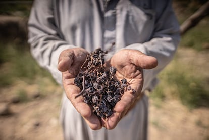 Fadhili muestra el estado en el que ha quedado la cosecha de uva. Los agricultores locales no recuerdan un periodo de sequía tan prolongado como el actual.