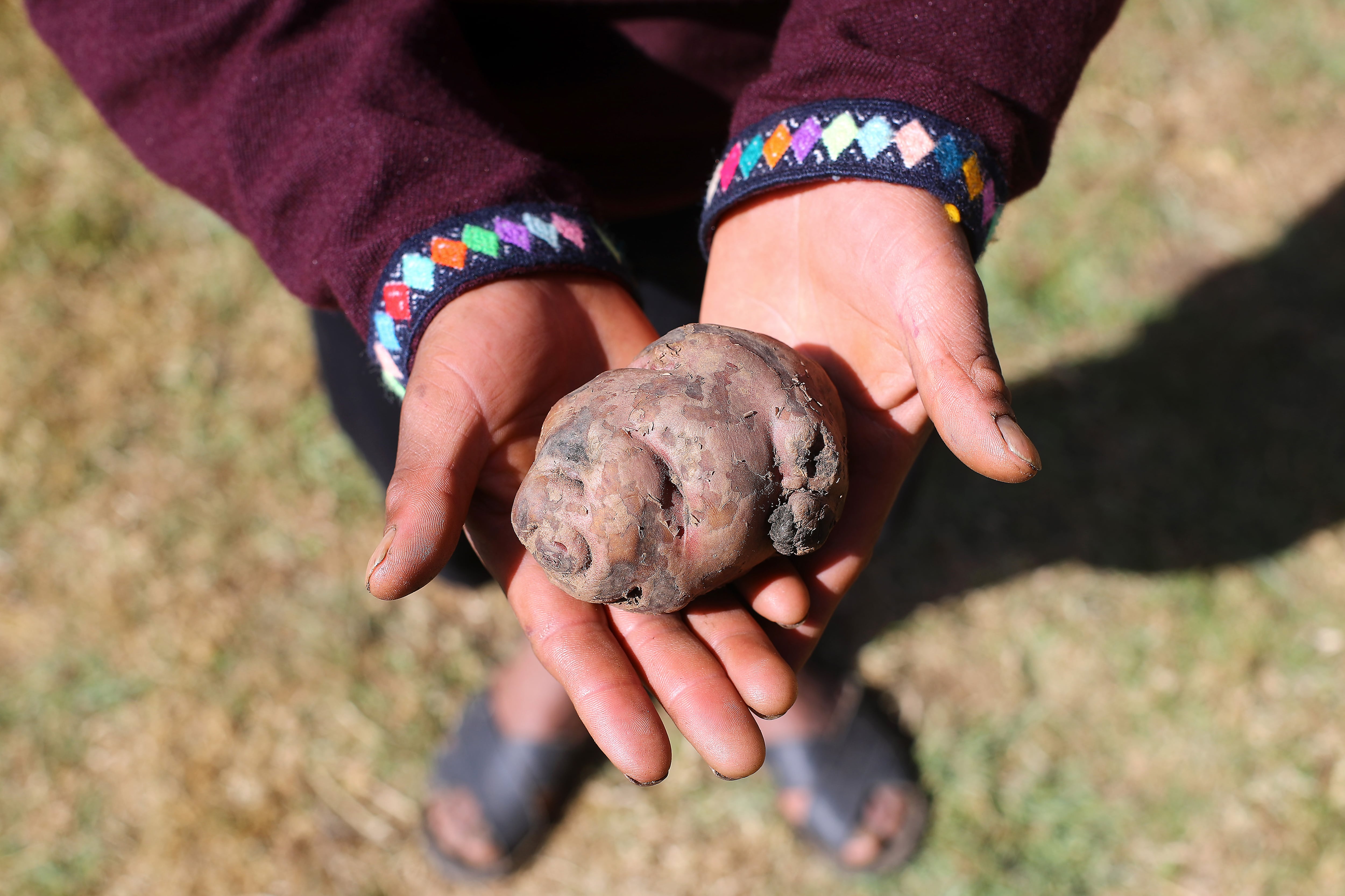 La papa, una evolución que se cocinó bajo tierra en las alturas de Perú
