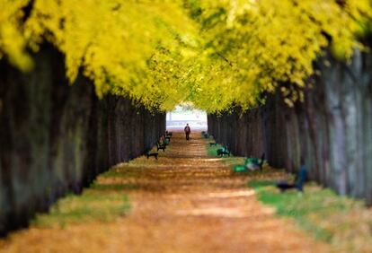 Colores amarillos, verdes y naranjas colorean un parque de Hannover (Alemania), el 23 de octubre 2015.