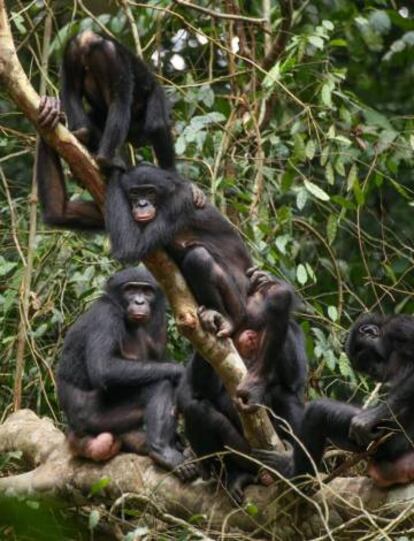 Bonobos were found to have low levels of violence against one another.