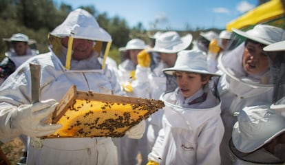 Una jornada siguiendo el proceso de extracción de la miel con Mel Muria, en El Perelló (Tarragona).