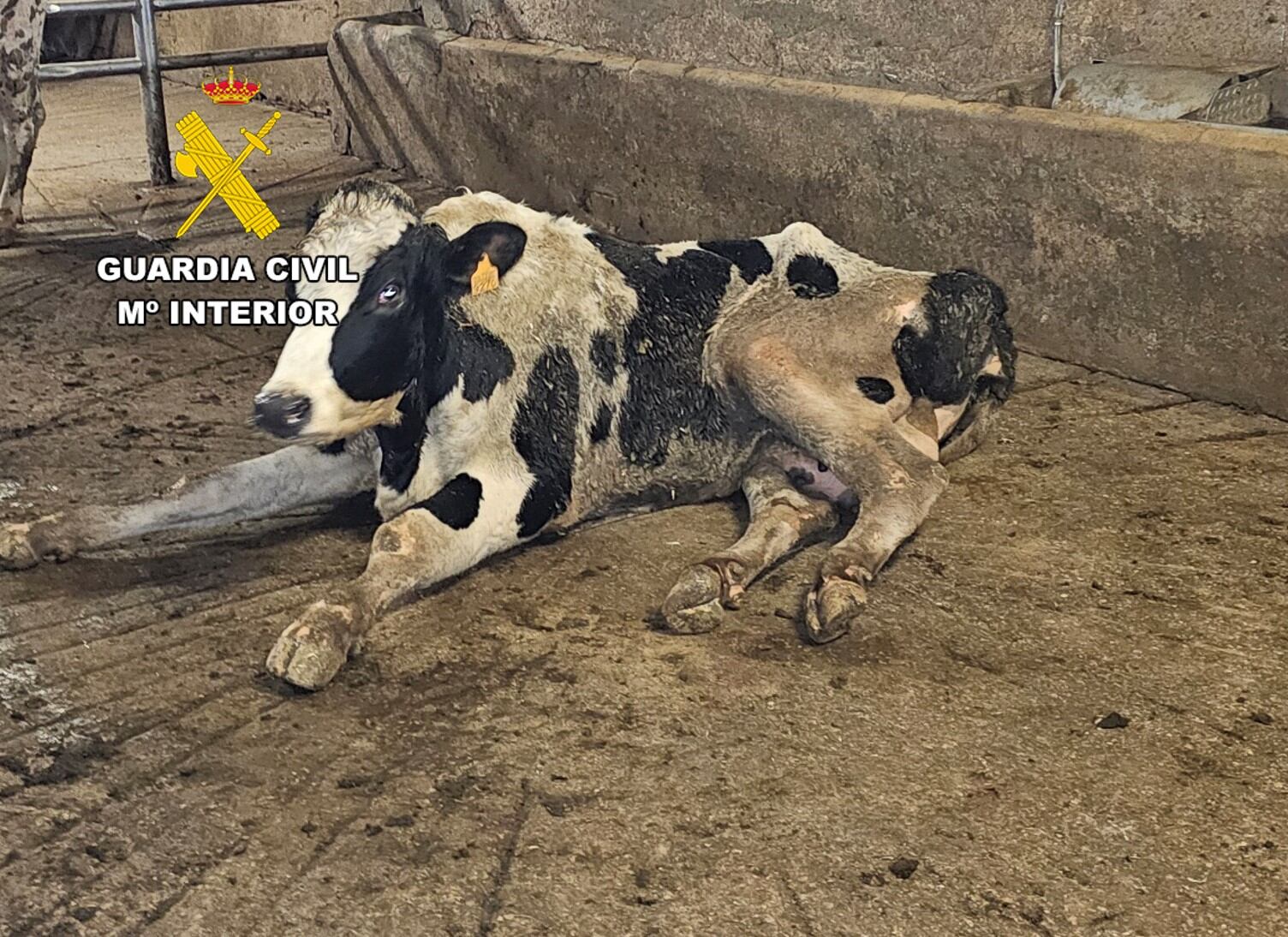 El Seprona investiga a ocho personas por enviar a un matadero de Burgos vacas “en estado agónico” desde 2024
