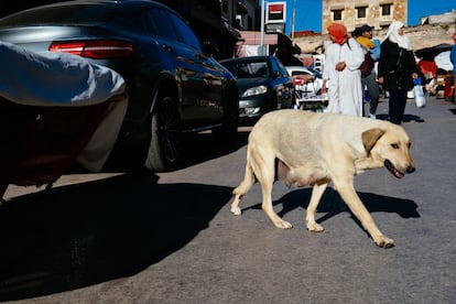 Perros callejeros Marruecos